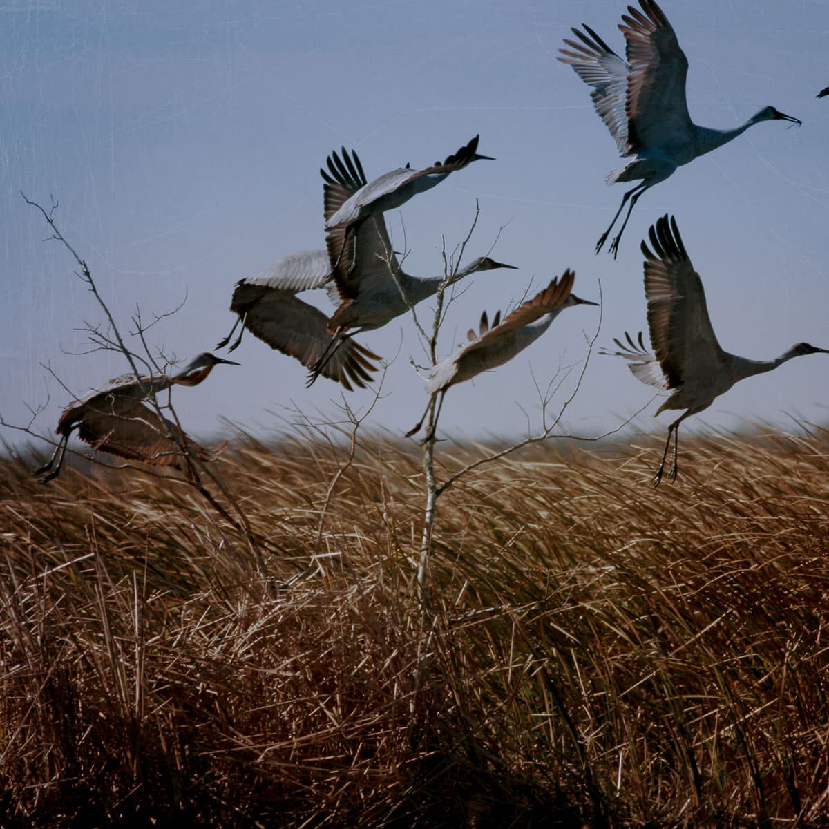 Field with the birds