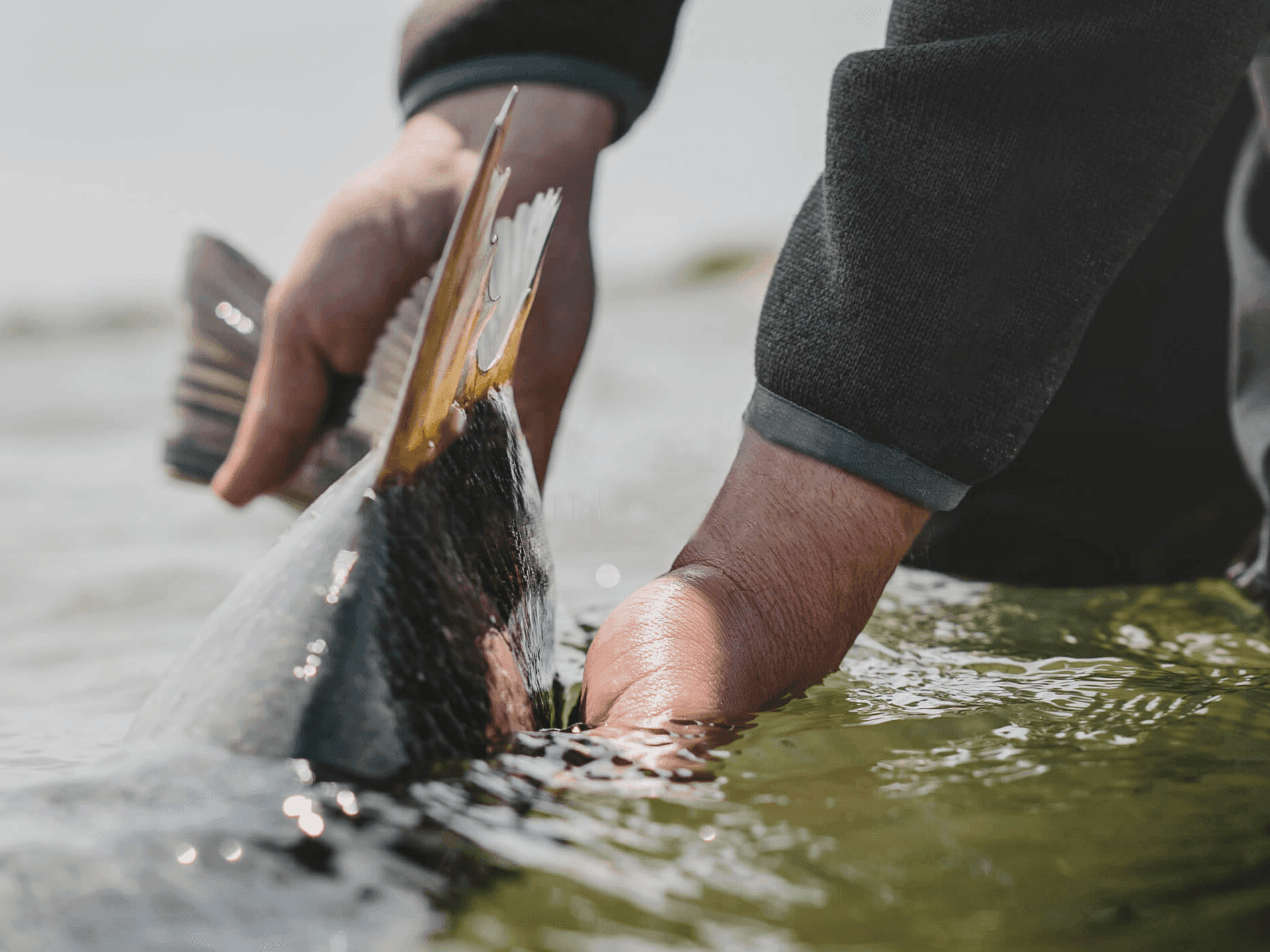 rapala featured image