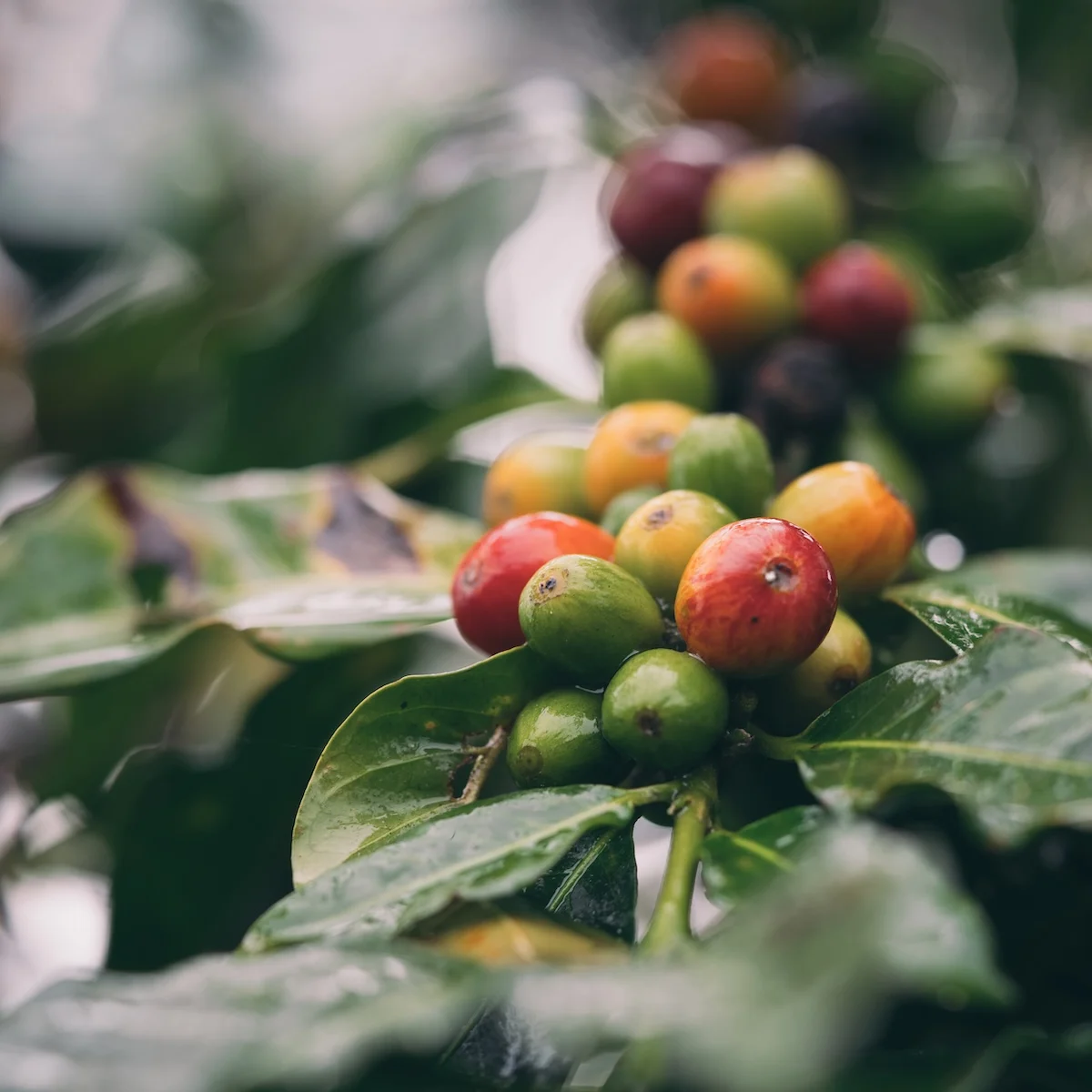 JDE-Peets Coffee-Cherries